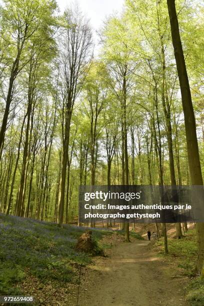 two persons walking on tranquillity footpath in middle beautiful nature - gettysteph stock pictures, royalty-free photos & images