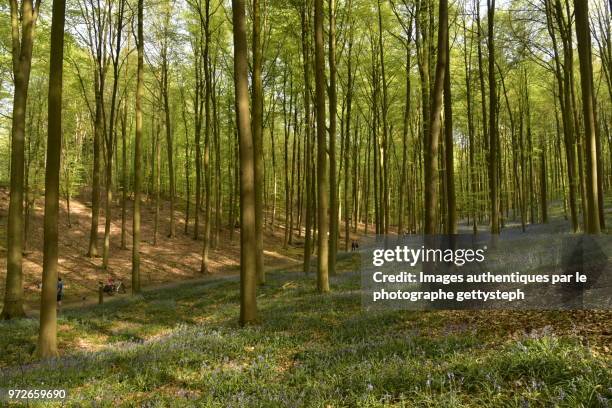 a few people walking on footpath at the bottom of valley in middle beech tree forest - gettysteph stock pictures, royalty-free photos & images