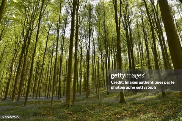 the violet slopes of hills in springtime - gettysteph stock pictures, royalty-free photos & images