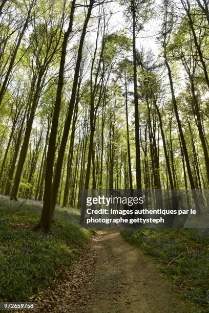 the dirt passage though grass areas with hyacinth flowers in beech tree forest - gettysteph stock-fotos und bilder