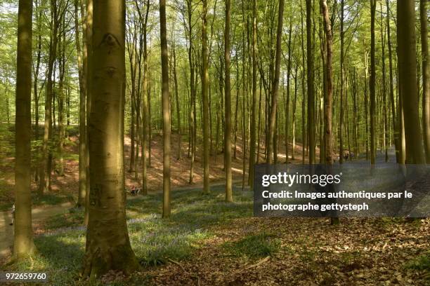 a few people walking on footpath at the bottom of valley in middle beech tree forest - gettysteph stock pictures, royalty-free photos & images