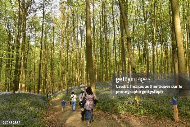 people walking on footpath between two hyacinth flower fields - gettysteph stock-fotos und bilder