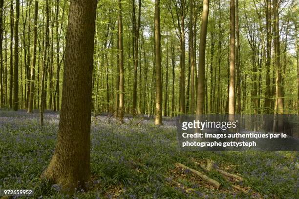 the violet ground under sunlight or shadow in beech tree forest - gettysteph stock pictures, royalty-free photos & images