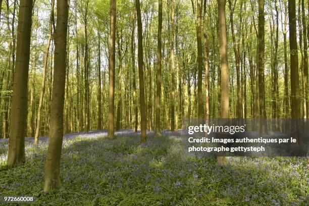 the violet ground under sunlight or shadow in beech tree forest - gettysteph stock-fotos und bilder