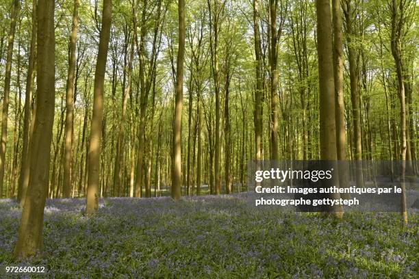 the violet ground under sunlight or shadow in beech tree forest - gettysteph stock pictures, royalty-free photos & images