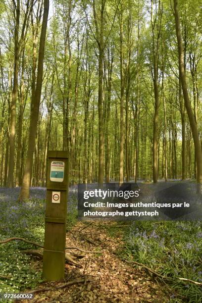 the narrow footpath footpath trough hyacinth flower fields - gettysteph stock pictures, royalty-free photos & images