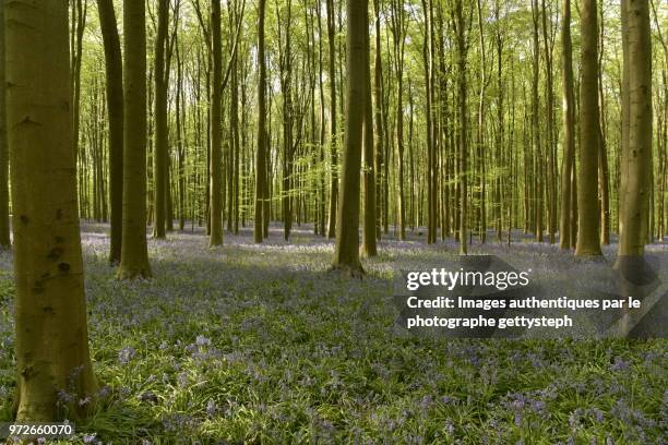 the violet ground under sunlight or shadow in beech tree forest - gettysteph stock pictures, royalty-free photos & images