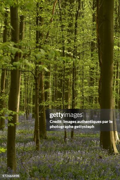 the violet ground under sunlight or shadow in beech tree forest - gettysteph stock-fotos und bilder