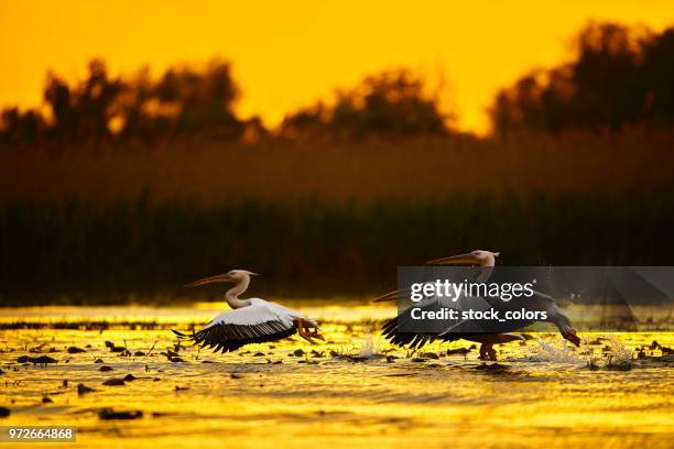 pelikane in den sonnenuntergang - donautal stock-fotos und bilder