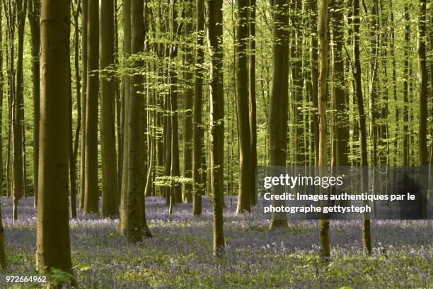 the violet colors of flowers between young beech trees in springtime - gettysteph stock pictures, royalty-free photos & images