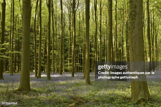 the violet colors of flowers between young beech trees in springtime - gettysteph stock-fotos und bilder