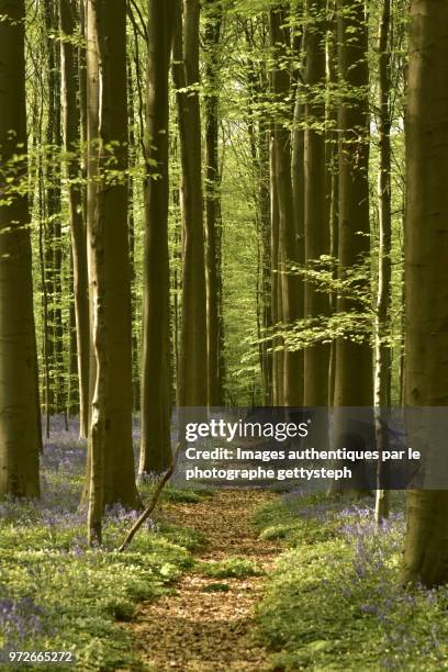 the narrow footpath through beech forest with jacinth flowers in springtime - gettysteph stock pictures, royalty-free photos & images