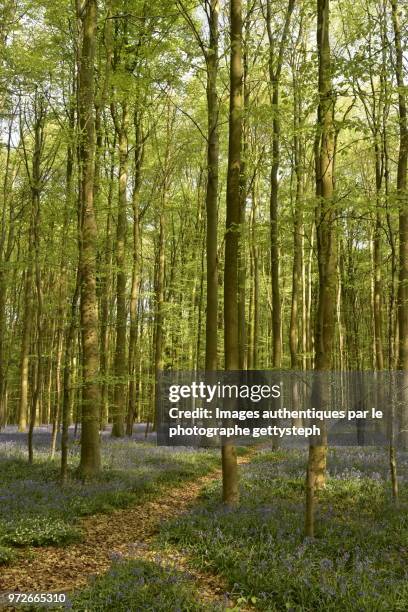 the narrow footpath through beech forest with jacinth flowers in springtime - gettysteph stock-fotos und bilder