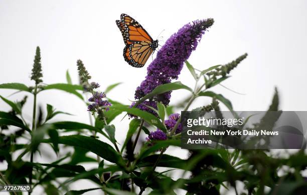 Monarch butterfly gets his nectar on while briefly landing on a flower in Hudson River Park on the West Side Highway