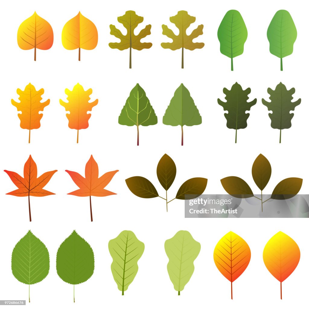 One. Leave Vector Set Of Leaves Vector High-Res Vector Graphic - Getty Images
