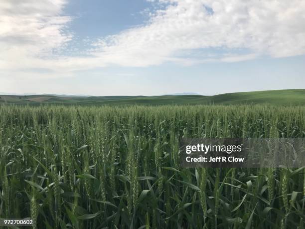 wheat field of washington state - winter wheat harvest stockfoto's en -beelden