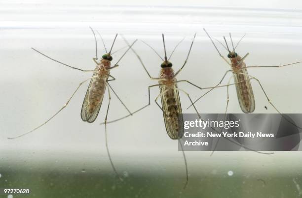 Mosquitos of the type that carry the West Nile virus are on display at a news conference in Red Hook, Brooklyn.