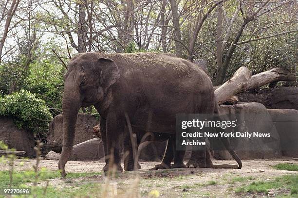 Mother and baby elephants at the Bronx Zoo.