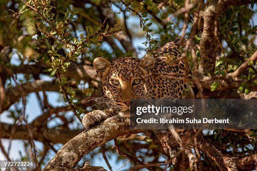 Leopard in a tree Leopard in a tree