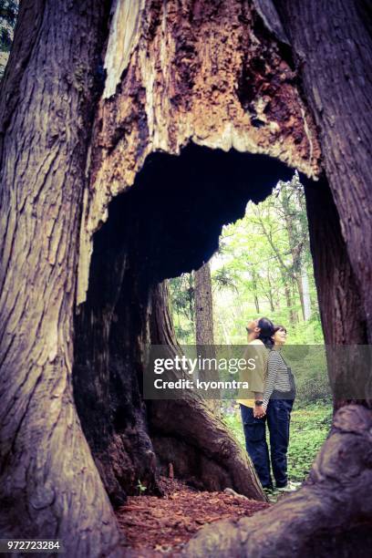 grávida na floresta - kyonntra - fotografias e filmes do acervo