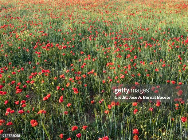 full frame of a field of wheat with green spikes and flowers colors. - frame border stockfoto's en -beelden