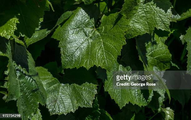 Russian River Valley chardonnay vineyard is benefiting from warm, sunny afternoons on May 20 near Santa Rosa, California. Following a relatively dry...