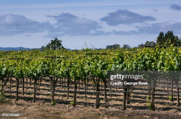 Russian River Valley chardonnay vineyard is benefiting from warm, sunny afternoons on May 20 near Santa Rosa, California. Following a relatively dry...