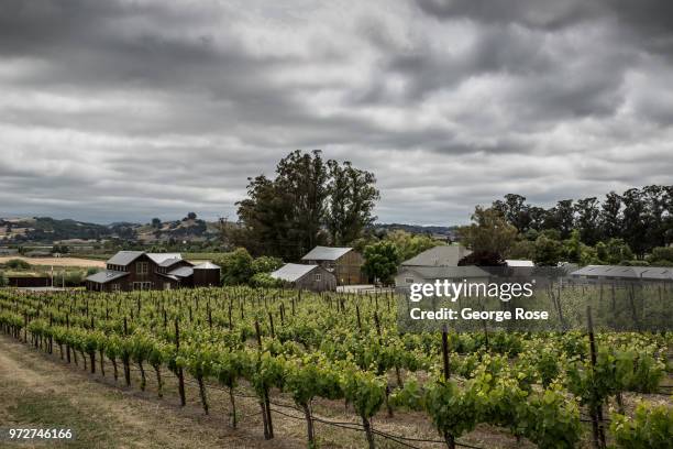 Pinot noir grapevines in the Petaluma Gap AVA are enjoying cool weather grape growing conditions on a foggy afternoon as viewed on May 24 near...