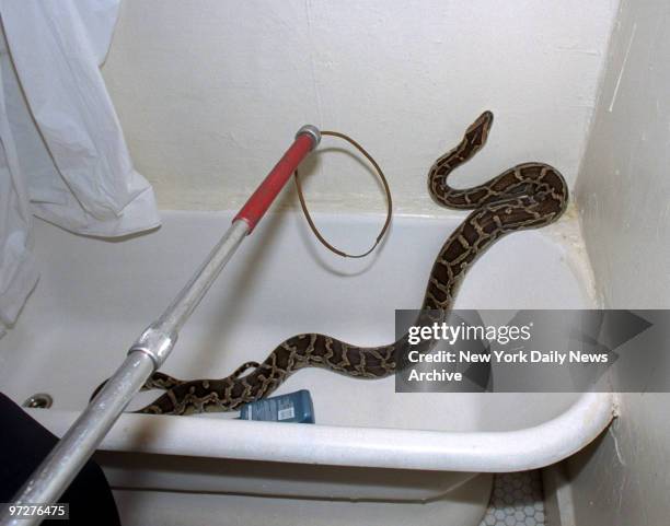 7ft Python 2,042 Python 5 Stock Photos, High-Res Pictures, and Images - Getty Images