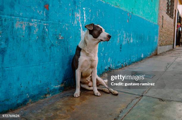 dog in street in front of blue wall - zwerfdier stockfoto's en -beelden