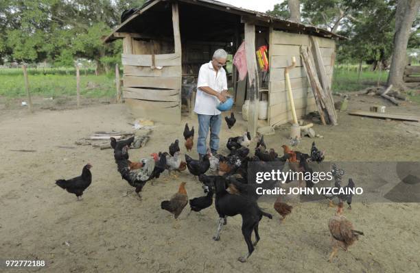 Jose Alarcon feeds his chickens at his farm in Cedro Cocido, near Leticia in rural Monteria, Cordoba Department, northern Colombia, on June 7, 2018....