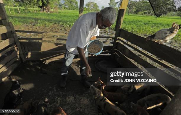 Jose Alarcon feeds the pigs at his farm in Cedro Cocido, near Leticia in rural Monteria, Cordoba Department, northern Colombia, on June 7, 2018. -...