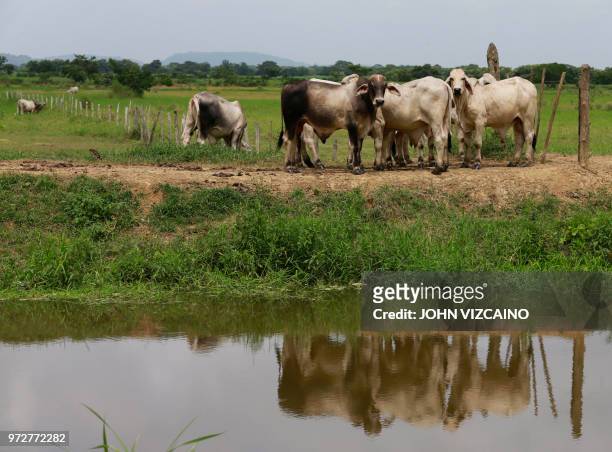 Cattle is seen on the side of a road near Leticia in rural Monteria, Cordoba Department, northern Colombia, on June 8, 2018. - People who fled their...