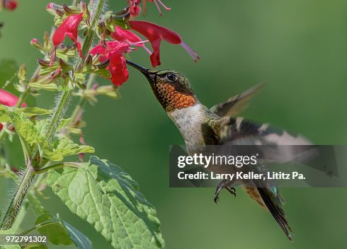 Ruby-throated Hummingbird hovering and feeding Ruby-throated Hummingbird hovering and feeding