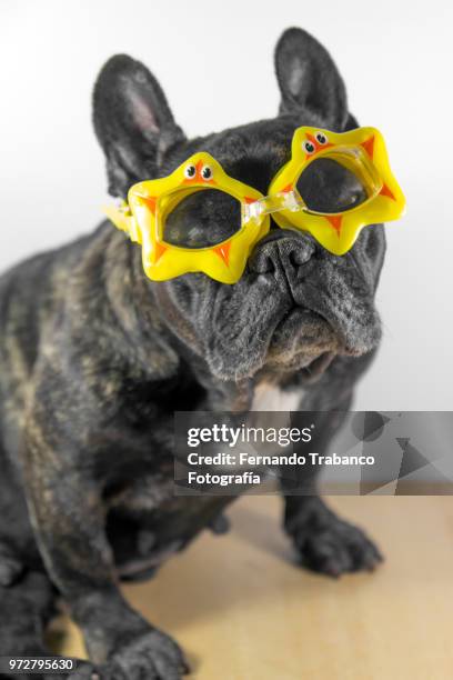 dog ready for the beach and summer - miope and humor fotografías e imágenes de stock