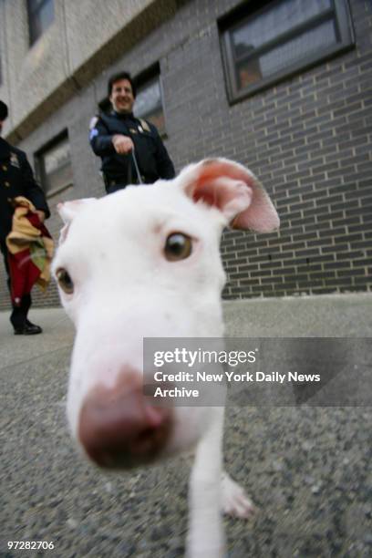 Lucky, a 5-month-old pit bull terrier mix, noses around outside the 20th Precinct stationhouse after cops rescued him from the garbage compactor of...