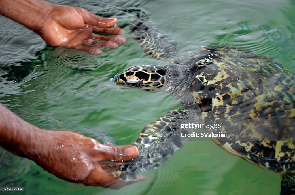The rescued tortoise holds its flippers with human hands  . Sea Turtles Conservation Research Project in Bentota, Sri Lanka. saving animals, trusting people