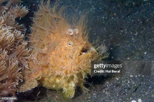 striated frogfish - lembeh strait stock pictures, royalty-free photos & images