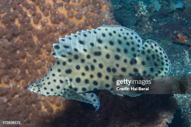 barramundi - barramundi stock pictures, royalty-free photos & images