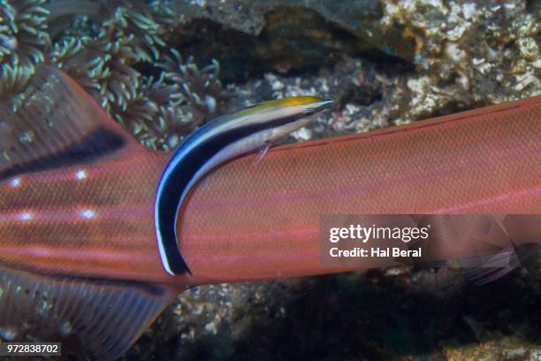 bluestreak cleaner wrasse - cleaner wrasse bildbanksfoton och bilder