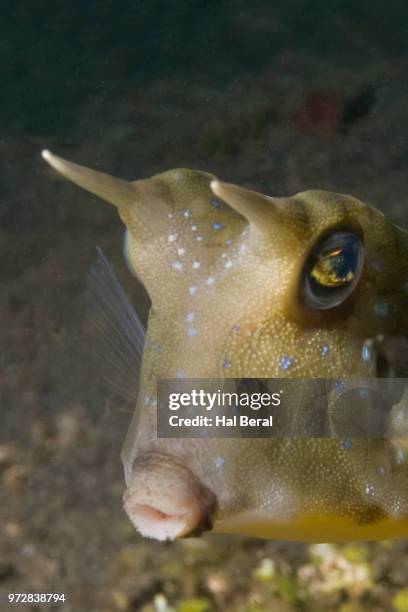 longhorn cowfish close-up - longhorn cowfish stock pictures, royalty-free photos & images