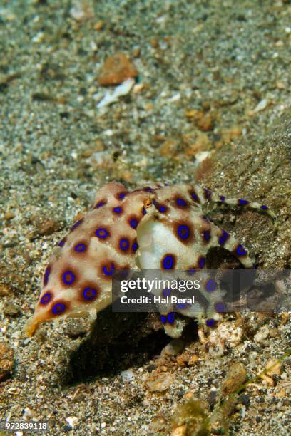 greater blue-ringed octopus - blue ringed octopus stockfoto's en -beelden