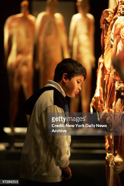 Christian Beniquez of the Bronx, studies a row of preserved cadavers on the opening day of "Bodies...The Exhibition" in the new Exhibition Centre at...