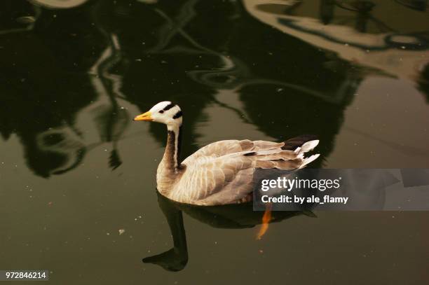 wild duck swim - natale stockfoto's en -beelden