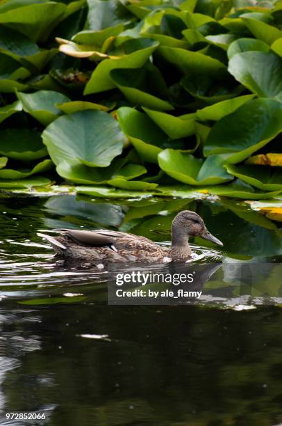 wild duck swim among water lilies - natale stockfoto's en -beelden