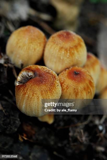 mushrooms in the forest - natale stockfoto's en -beelden