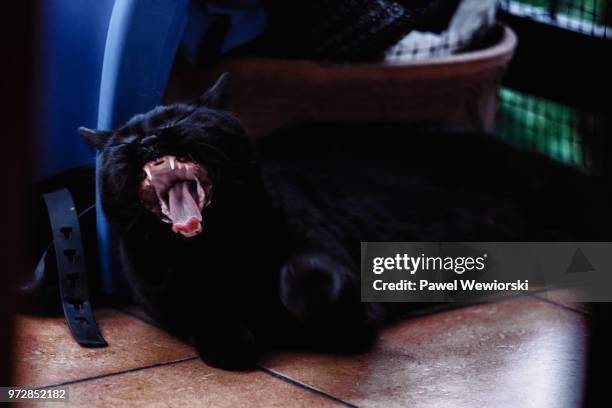 yawning male cat - black male feet fotografías e imágenes de stock