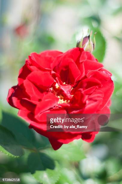 red rose in the garden - natale stockfoto's en -beelden
