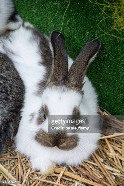 cute easter bunnies - adorable bunnies stock-fotos und bilder