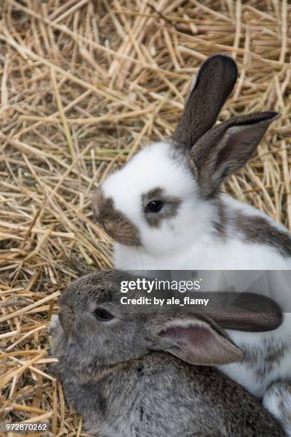 cute easter bunnies - adorable bunnies stock-fotos und bilder